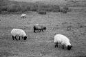 Fintry Pasture