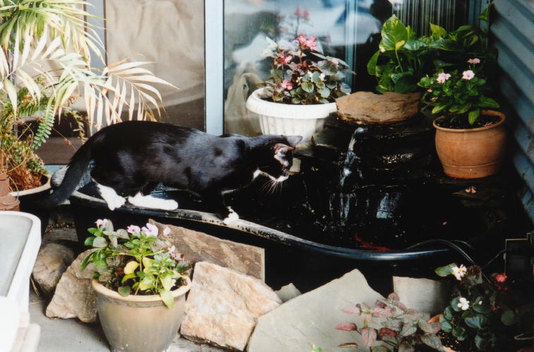 Suki and the Fish Pond