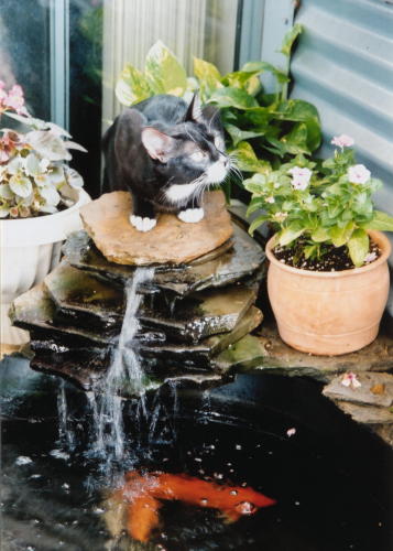 Suki and the Fish Pond