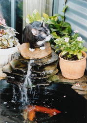 Suki and the Fish Pond