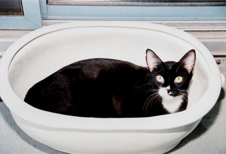 Suki in the planter