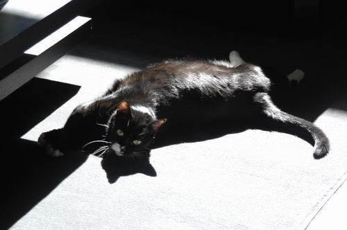 Suki's floor