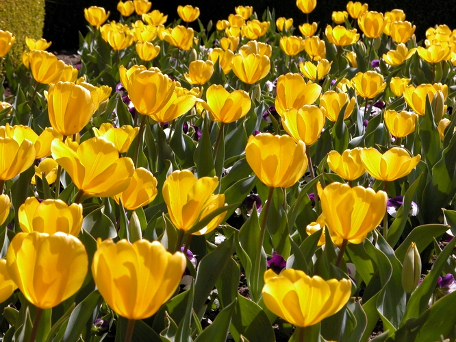 Tulips at Ferrari Carano