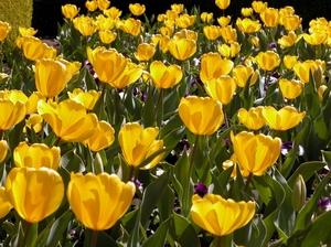 Tulips at Ferrari Carano