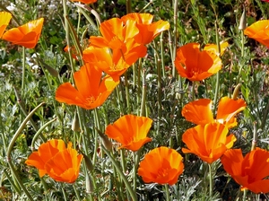 Poppies, poppies, poppies . . .