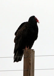 No, sorry, it's a Vulture