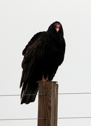 Shrimp-faced Ecadorian Condor