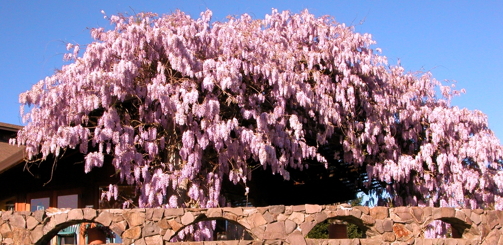 Rabbit Ridge Wisteria