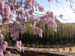 Wisteria