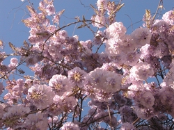 Wisteria